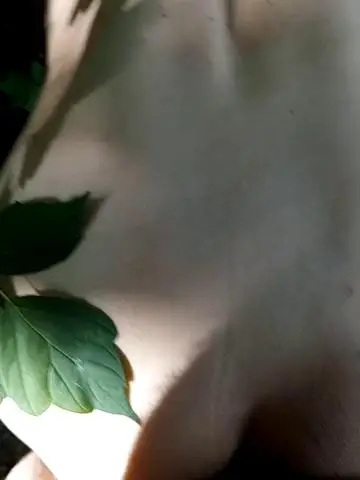 Dad___momStripchat Porn Cam 2024-06-18